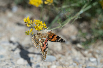 Painted lady butterfrly (Vanessa cardui).