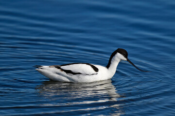 Pied avocet // Säbelschnäbler (Recurvirostra avosetta)