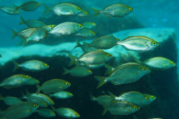 shoal of silver-toned fish swimming in the blue waters under the sea