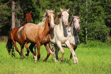 young Spanish horses of different colors run, together in a meadow against the background of the forest, palomino cream appaloosa horse with friends run and grow on the grass,