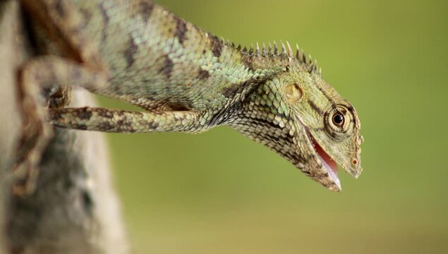 Common Indian Garden Lizard or Oriental garden lizard or Calotes versicolor. It Also known as eastern garden lizard, bloodsucker, changeable lizard (Calotes versicolor) is an agamid lizard.