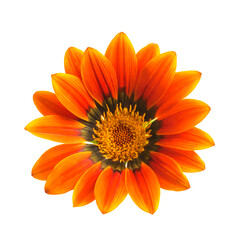 Yellow Gazania or Treasure flower in full bloom isolated on white background