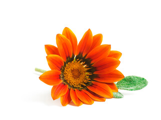 Yellow Gazania or Treasure flower in full bloom isolated on white background