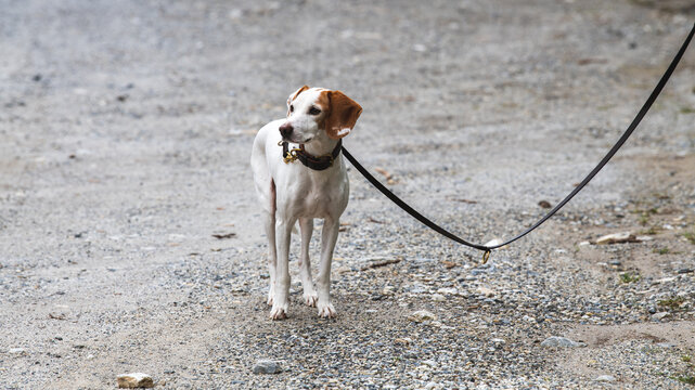 Istrianer kurzhaarige Bracke an der Leine, Istrian shorthaired hound