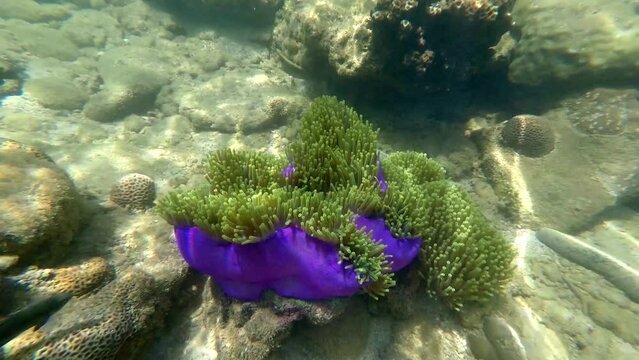 Purple magnificent anemone, Heteractis magnifica