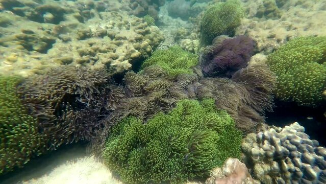 A Big bunch of soft coral moving in the current of the sea