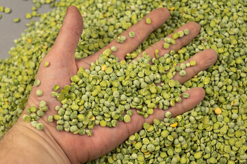A man's hand is half-immersed in dry split peas. A grown man's palm is strewn with green uncooked beans. Close-up. Selective focus.