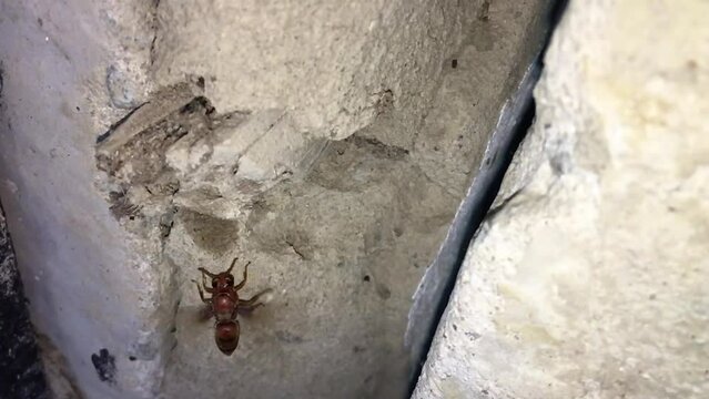 Indian red paper wasp Collecting Mud To Make Its Nest