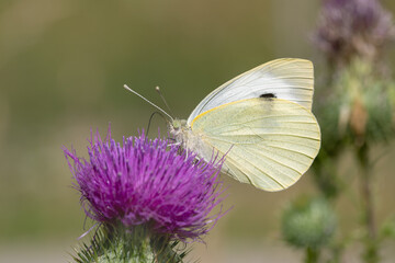 Cabbage white butterfly (Pieris brassicae).