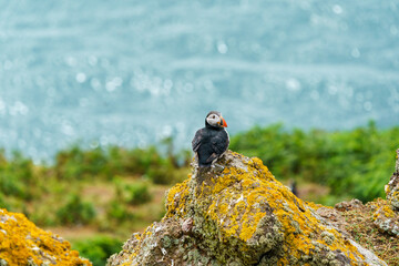 Atlantic puffin (Fratercula arctica) on Skomer Island, Wales