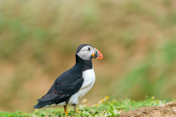 Atlantic puffin (Fratercula arctica) on Skomer Island, Wales