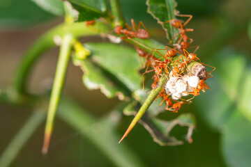 Pest control, red ants and striped mealybug.
