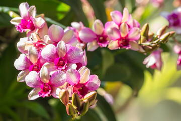 Pink and white orchid, Dendrobium. - obrazy, fototapety, plakaty