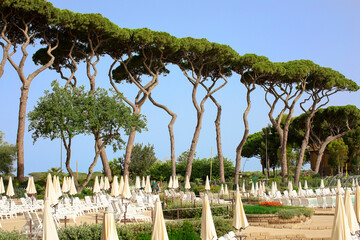 Fototapeta premium Sunbeds and umbrellas by the hotel pool, season opening, shadow high tree 