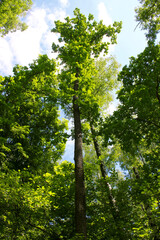 European forest. Tall tree in the forest.
