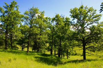 Fototapeta premium European forest. Dense trees on the outskirts of the forest.