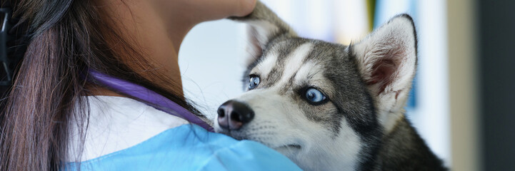Veterinarian woman smile and hold cute puppy husky on hands © H_Ko
