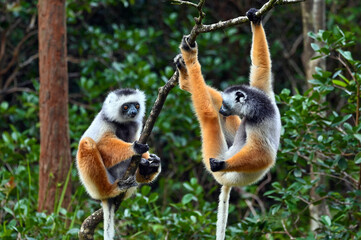 Diademed sifaka lemur (Propithecus diadema) – portrait, Madagascar nature