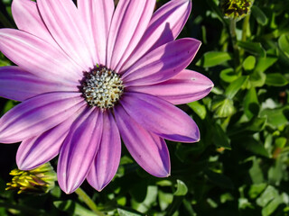 Obraz premium 紫の花