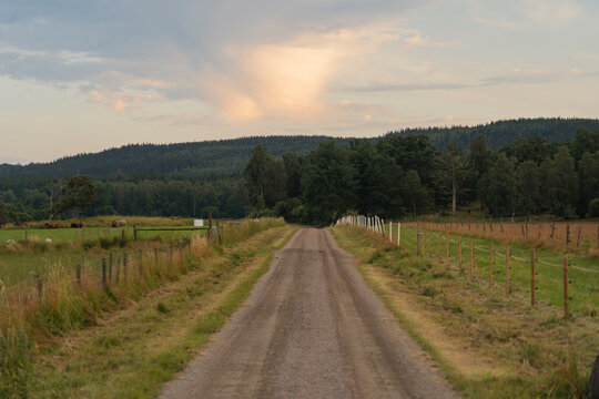 Rural road to forest