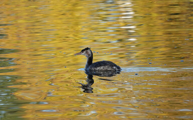 A young great crested grebe swimming across a golden coloured lake in the autumn sunshine. 