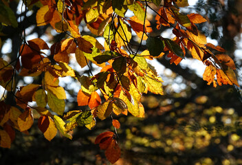Beautiful colours on the leaves of a tree in the autumn sunshine. 