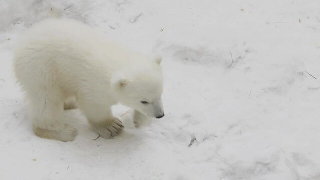 A polar bear cub walks in a winter in a zoo