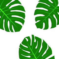 Monstera or Monstera deliciosa Liebm plant leaf from tropical forests