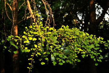 Fototapeta premium green ginkgo leaves in spring
