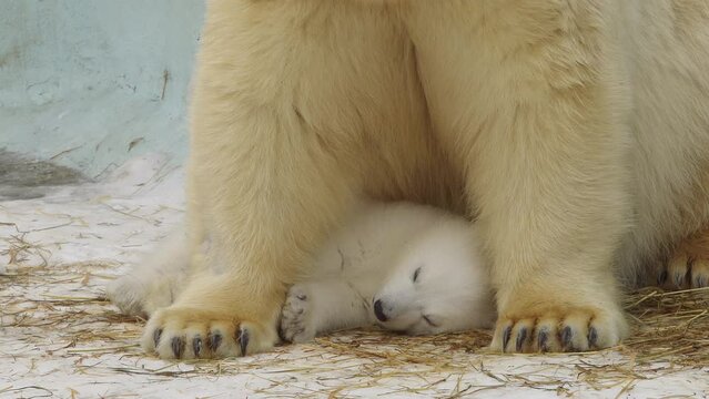 PORTRAIT: A polar bear cares her sleeping cub in a zoo in a winter