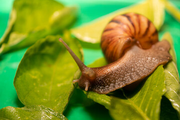 Snail with brown striped shell, gliding on the wet leaves.