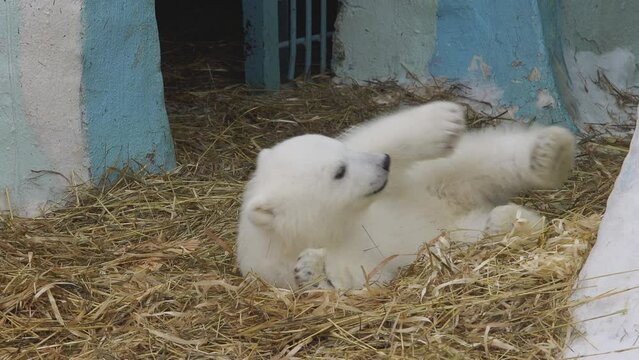 A polar bear cub lies in a zoo