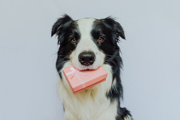 Puppy dog border collie holding pink gift box in mouth isolated on white background. Christmas New...