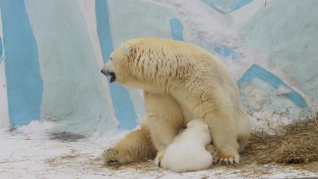 A polar bear cub eats milk from hes mother in a zoo