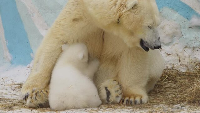 A polar she-bear sits and feeds her cub in a zoo in a winter
