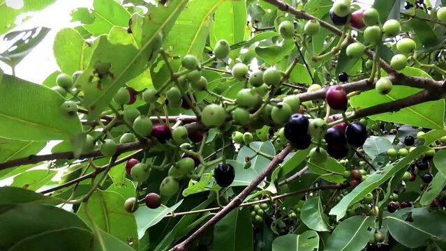 Green and ripe fruits Of Syzygium cumini on tree, commonly known as Malabar plum, Java plum, black plum, jamun or jambolan
