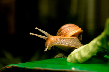 snail on green leaf looking around . animal photography 
