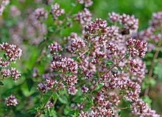 Blühender Oregano, Origanum vulgare, Nahaufnahme