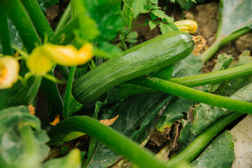 Green unripe squash in the garden. A large bush, large leaves and orange flowers. Zucchini. Farming and agriculture.