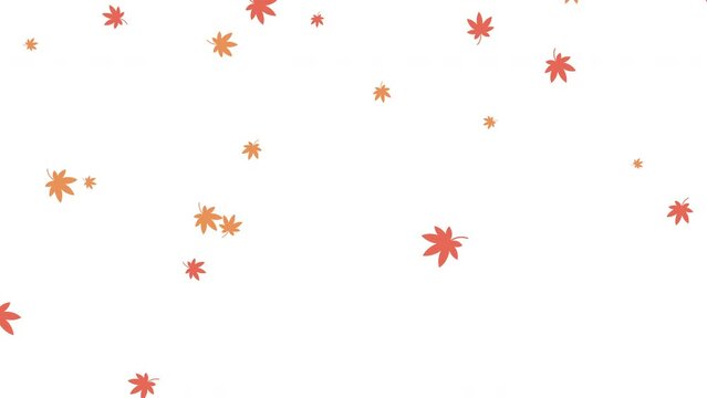 紅葉（もみじ）の葉っぱが斜めに落ちるアニメーション（白背景）