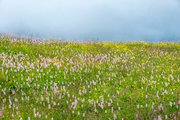 Flowering meadow with bistro flowers