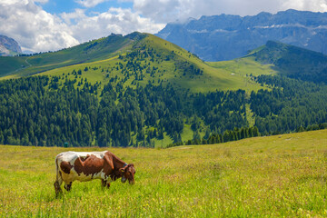 Fototapeta na wymiar Grazing cow in a beautiful alp landscape in Val Gardena, Italy