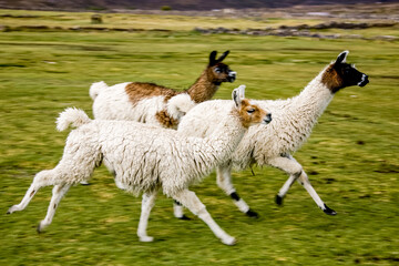 Fototapeta premium Wild amimals. Lamas alpacas in the field of Bolivia. Wildlife of Altiplano, South America