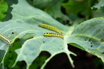 caterpillars on a cabbage leaf. in the garden eaten cabbage by caterpillars