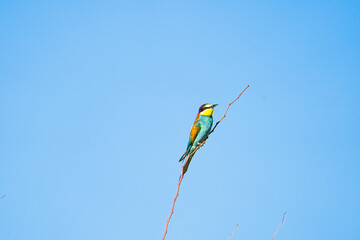 Bee-eater