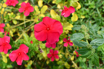 Red Catharanthus Roseus Flowers With Green And Yellow Leaves At Garden On Sun Light. Beautiful Red Catharanthus Roseus Flowers On Blur Background.