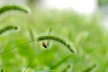 Foxtail flower	