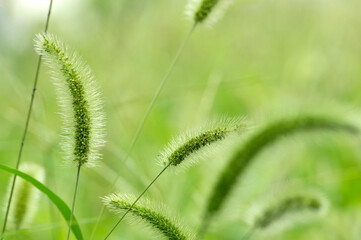 Foxtail flower	