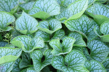 Piękne, zielone liście brunnery wielkolistnej (Brunnera macrophylla) © Monika