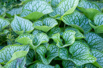 Piękne, zielone liście brunnery wielkolistnej (Brunnera macrophylla) © Monika